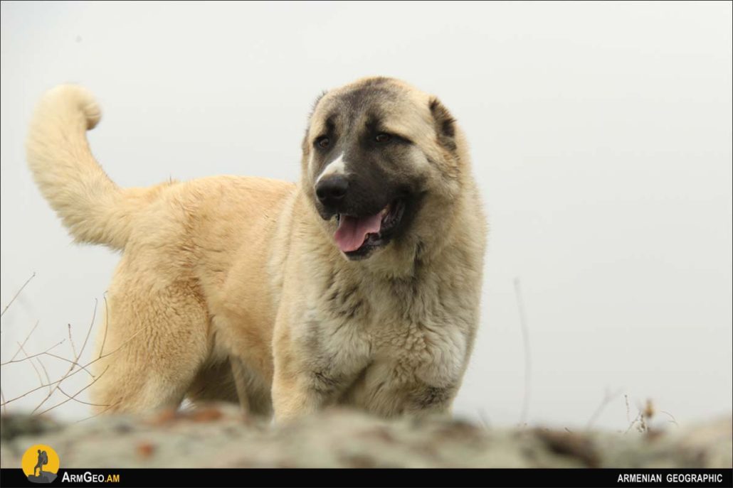 Armenian Gampr or Armenian Wolfhound - Armenian Geographic