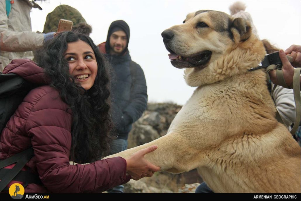 Armenian Gampr or Armenian Wolfhound - Armenian Geographic