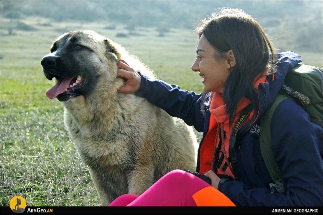 Armenian Gampr or Armenian Wolfhound - Armenian Geographic