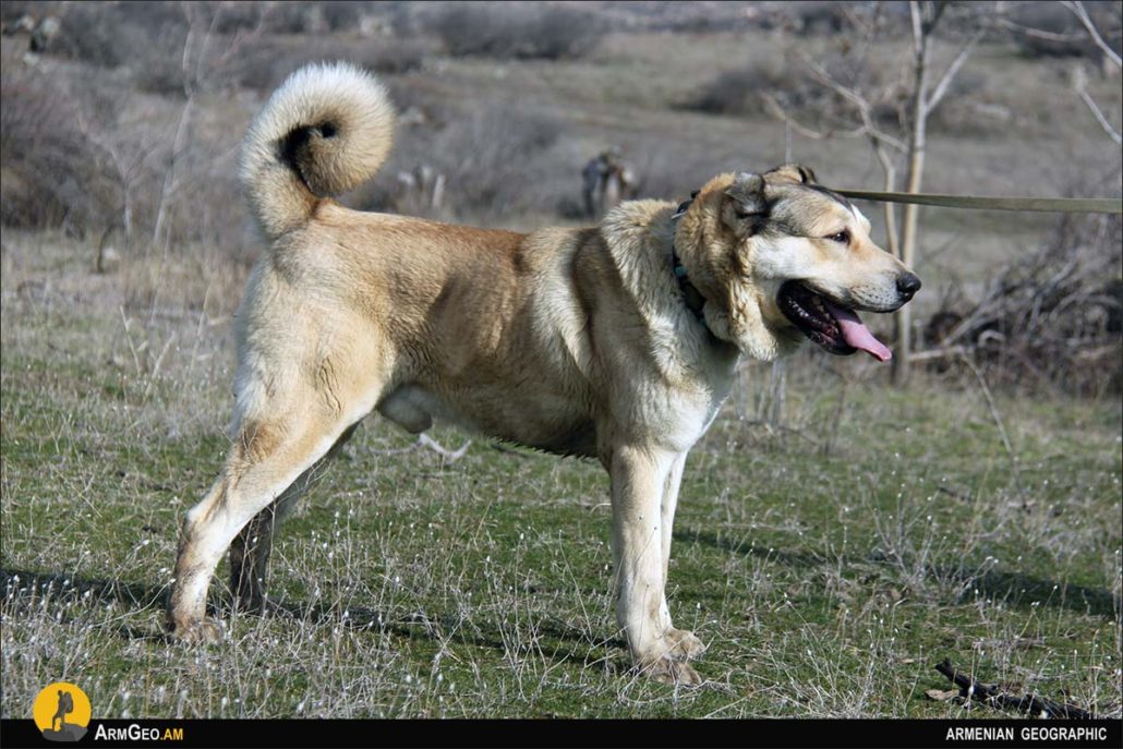 Armenian Gampr or Armenian Wolfhound - Armenian Geographic